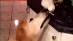 Смешная песня животных