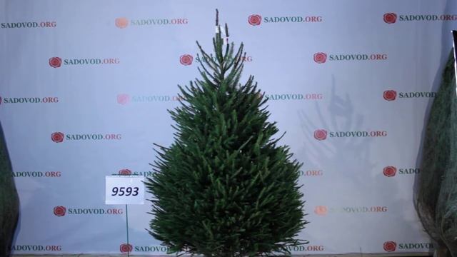 9593 Новогодняя елка Стриженая 1.75 - 2.00 м. смотреть онлайн