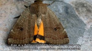 Суданская трава: описание, свойства и сфера применения