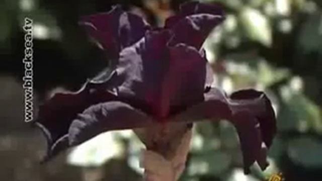 Выставка ирисов в Никитском саду 2012.mp4 смотреть онлайн