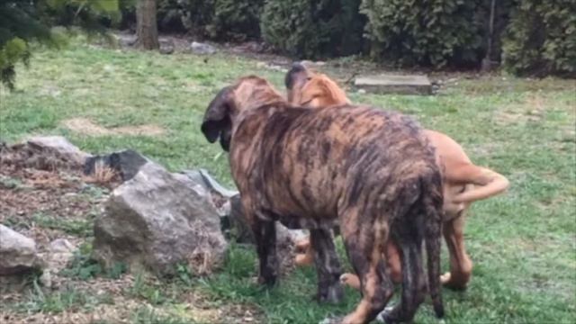 Фила Бразилейро    Fila Brasileiro