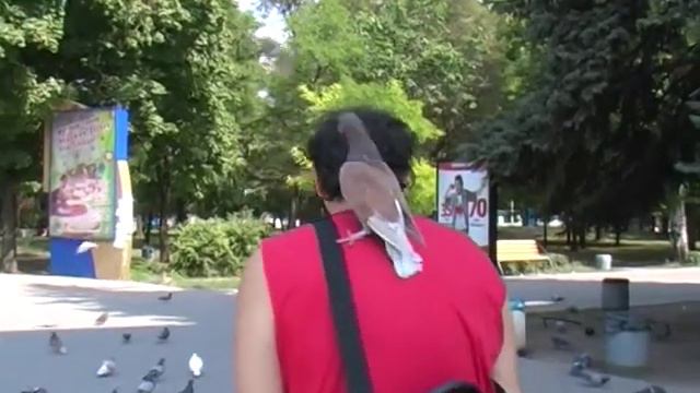 мр я и голубь смотреть онлайн