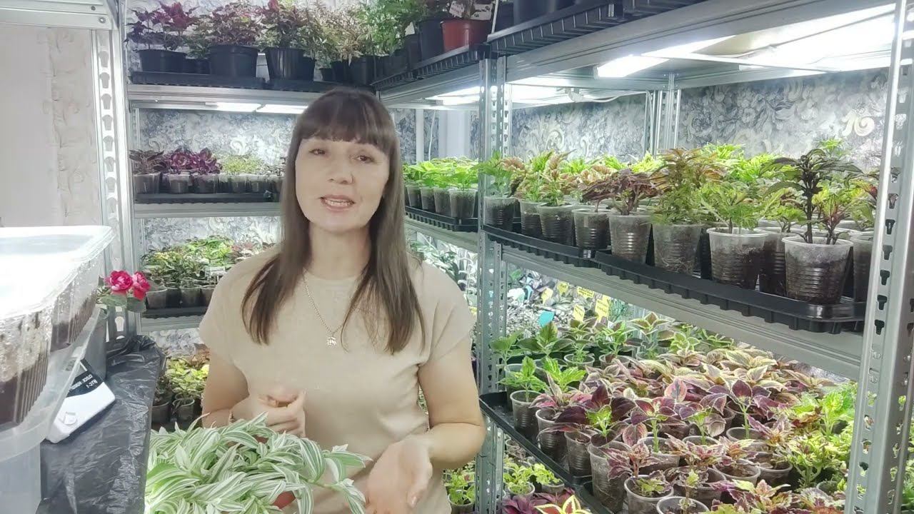 Как из худенькой традесканции и каллизии вырастить шикарный куст.Пышный куст из одной ветки .Обзор. смотреть онлайн