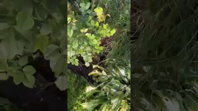 ПОРА!!! ГОТОВИМ САД К ЗИМЕ!!! смотреть онлайн