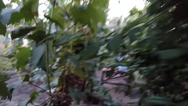 Диплоидная слива Озарк Премьер смотреть онлайн