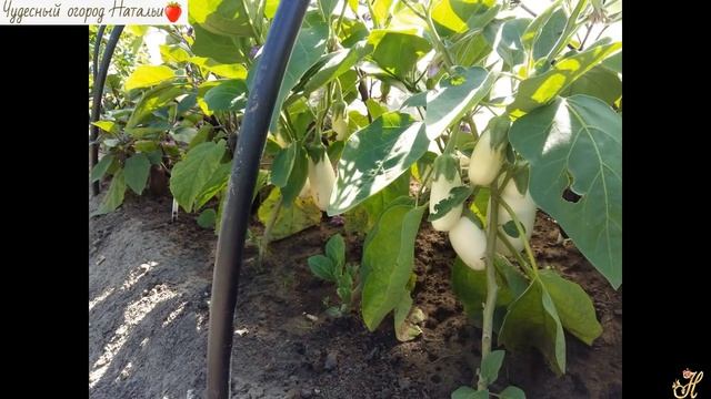 Полив томатов, перцев и баклажанов в открытом грунте смотреть онлайн