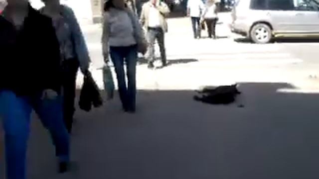 Собак по г. Иваново везде больше чем людей смотреть онлайн