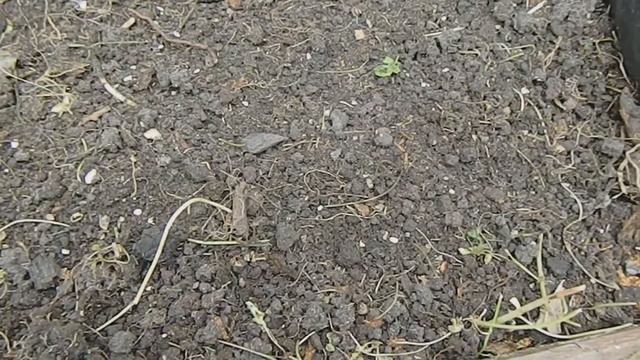 Как добиться цветения тюльпанов на месяц раньше смотреть онлайн