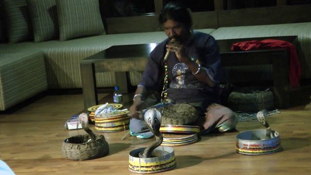 Snake Charmer in the superb Pandanus Beach Resort and Spa, Induruwa, Sri Lanka смотреть онлайн