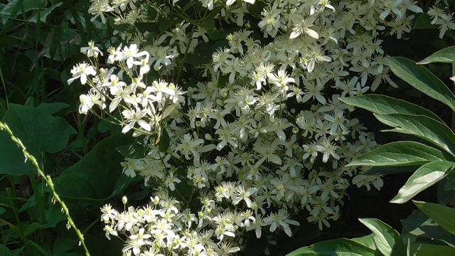 Стресс. Снятие напряжения и последствий стресса Настрои академика Сытина Г.Н.