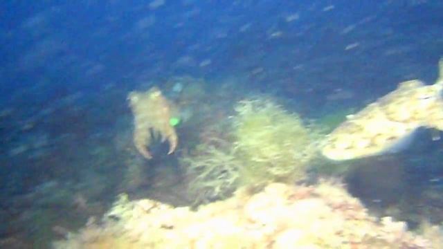 Common Cuttlefish, Sepia Officinalis - Seppia Mediterranea