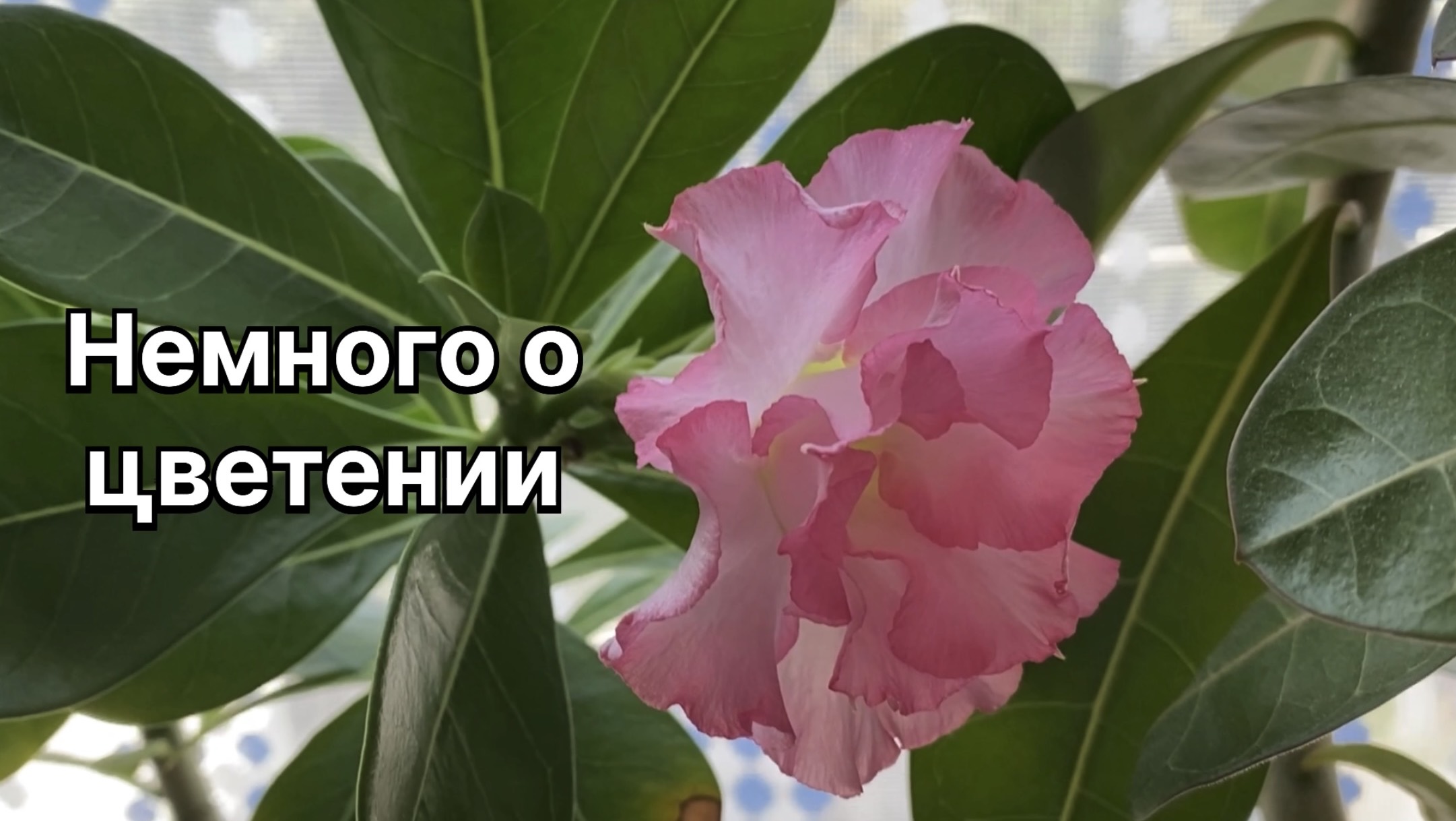 Адениумы. Кто цветет, а кто не хочет. Немного о цветении моих адениумов. 15 августа 2024 г смотреть онлайн