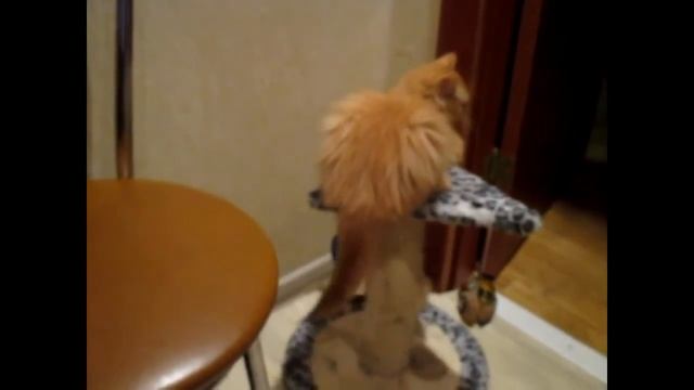 Кот Маркиз смотреть онлайн