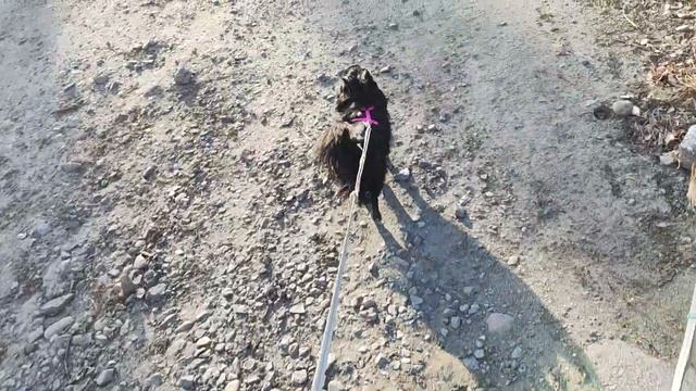 Как дела у кошек после кастрации. У Тесси возникли проблемы. Зачем я кастрировала своих животных? смотреть онлайн