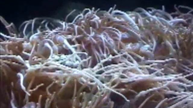 коралловые полипы