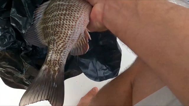 Day 1 Flounder Jiggin' w/Gulp Catch Clean & Cook Flagler Beach Florida смотреть онлайн