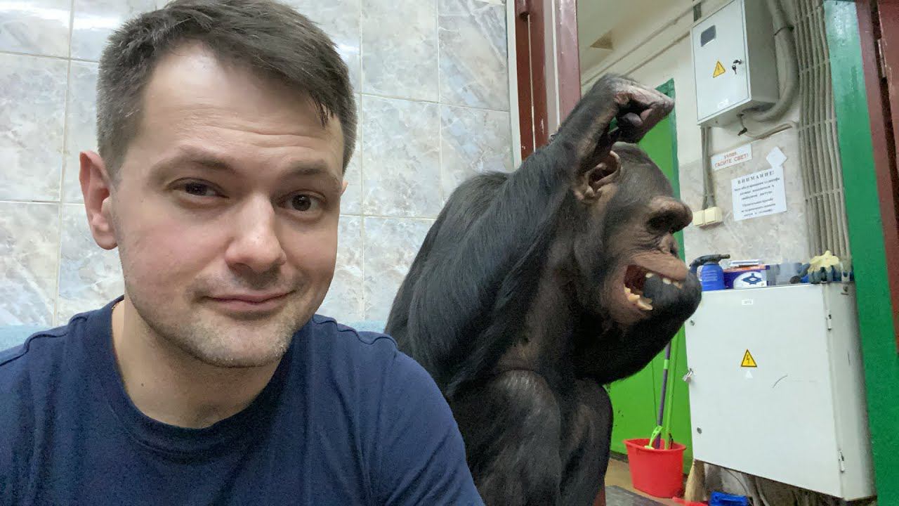 Шимпанзе играют