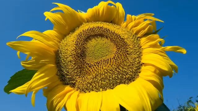 Подсолнух в росте смотреть онлайн