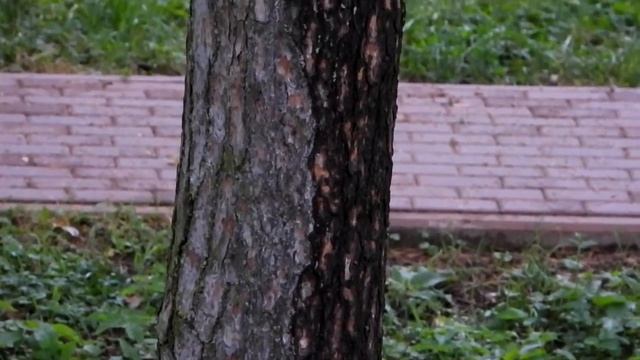 Зелёные дятлы смотреть онлайн