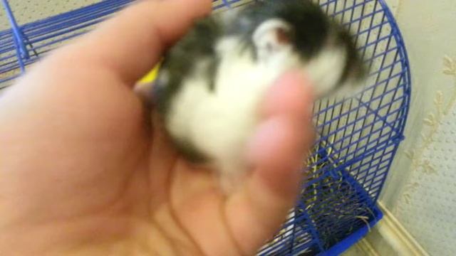 Как можно разбудить хомку смотреть онлайн