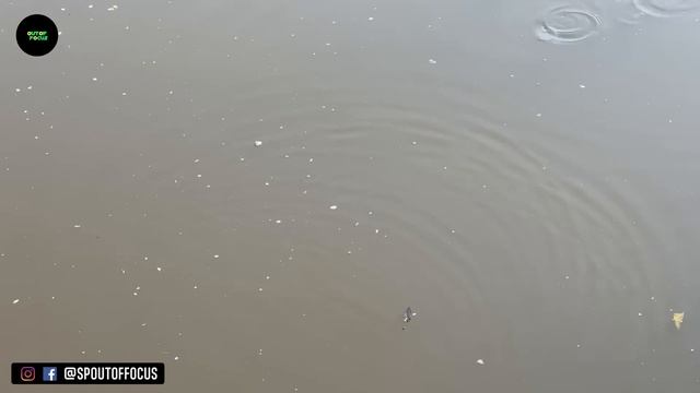 Truth about Fishing Liquid ?What Happened? #spoutoffocus #offsquad смотреть онлайн