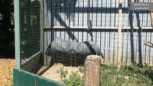 ОБНОВЛЁННЫЙ КИЕВСКИЙ ЗООПАРК. ПОЛНЫЙ ОБЗОР. Оновлений зоопарк: як змінився київський зоопарк