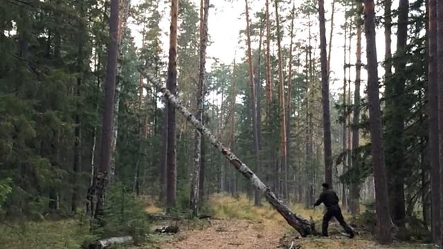 Упало сухое дерево смотреть онлайн