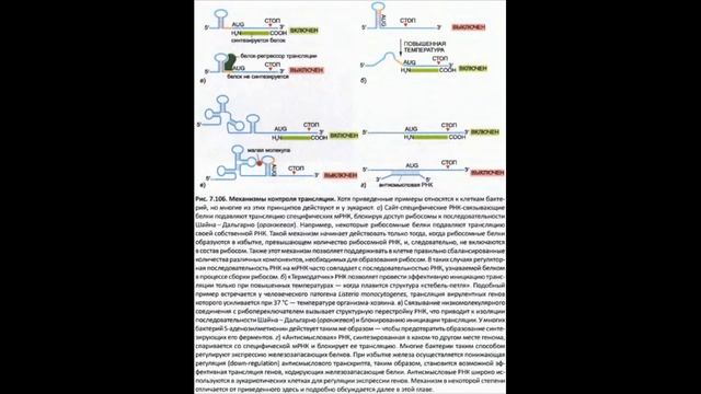 Посттранскрипционные средства контроля