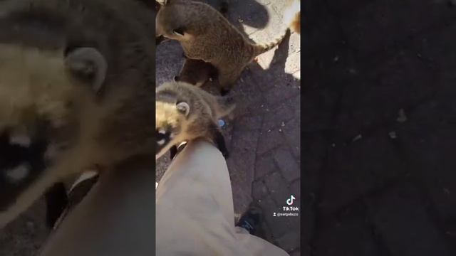 Попрошайки в Бразилии. Забавные животные носухи. #shorts смотреть онлайн
