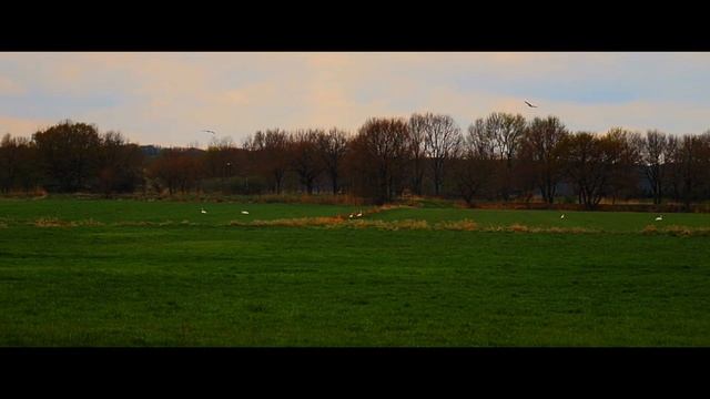 Nature on the river/Canon eos 250d/Jurek Gucka смотреть онлайн