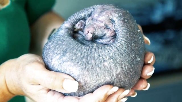 Как выглядит ежик без иголок? смотреть онлайн