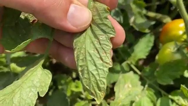 Влог - трипс на полевом томате смотреть онлайн