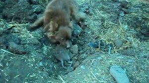 Охота на крыс | Маленькая собака ловит больших крыс | Dog kill rats!