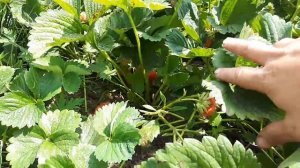 Земляника Вима Тарда или какая она, ягода-мечта