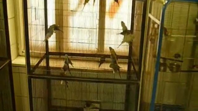 Зоомагазин. смотреть онлайн