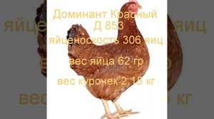 Характеристика кур кросса Доминант