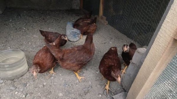 Rhode Island Red Chicken Breed how to feed chicken DAY 59