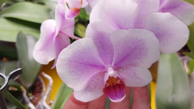 Surprize... surprize ♡Mars Hydro смотреть онлайн