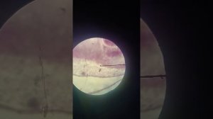 Гистология мезенхима зародыша курицы