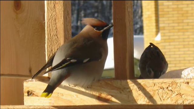 Птицы Национального парка "Валдайский" смотреть онлайн