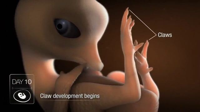 From Egg to Life: A Fascinating Demo смотреть онлайн