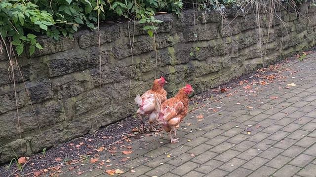 Моя дневная норма движения, здоровый образ жизни, собака, кот, Георгины, Гибискус, дерево, курочки