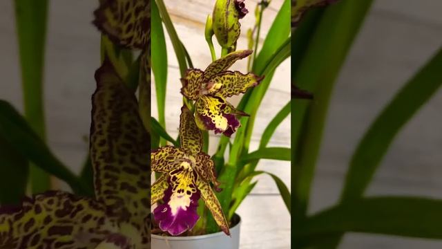 #Беаллара распустила второй цветом ?? #orchid #цветы #orchidee #orchidlover #орхидеи #орхидея смотреть онлайн