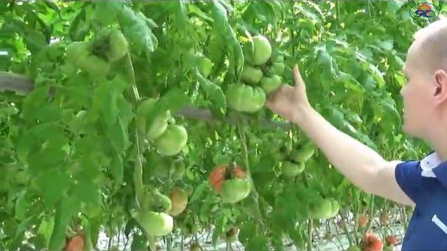 Розовый томат Пинк Лорд F1 смотреть онлайн