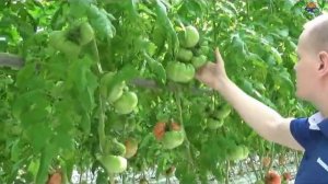 Розовый томат Пинк Лорд F1