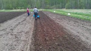 посадка картошки мотоблок "плуг"