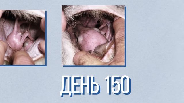 Эта Рыба Вырастет до 2 Тонн смотреть онлайн