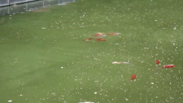 Ботанический сад МГУ на Проспекте Мира. смотреть онлайн