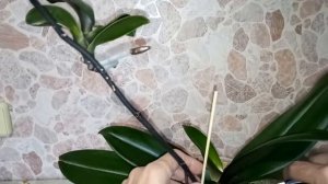 Как отделить детку на цветоносе орхидеи фаленопсис.