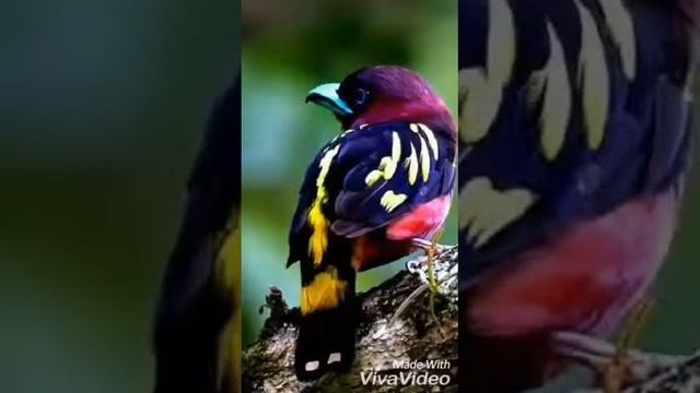 Самые красивые птицы смотреть онлайн